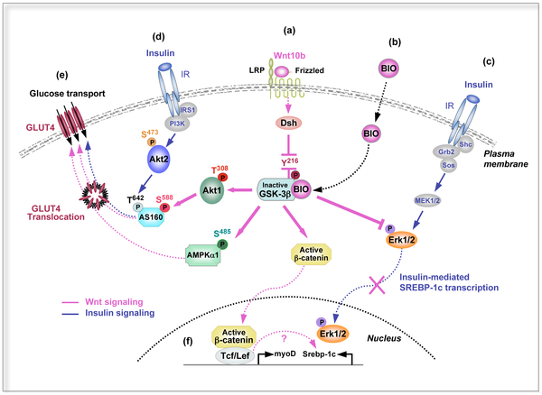 Wnt and insulin signaling pathways